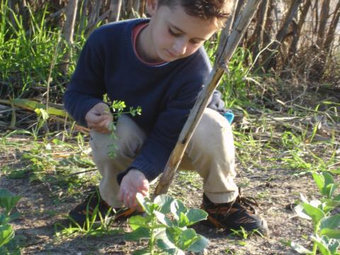 Observação do crescimento/desenvolvimento das ervilhas e das favas semeadas pelos alunos anteriormente e respetiva limpeza do terreno